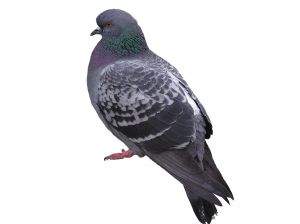 הרחקת יונים עושים רק עם מדביר מוסמך